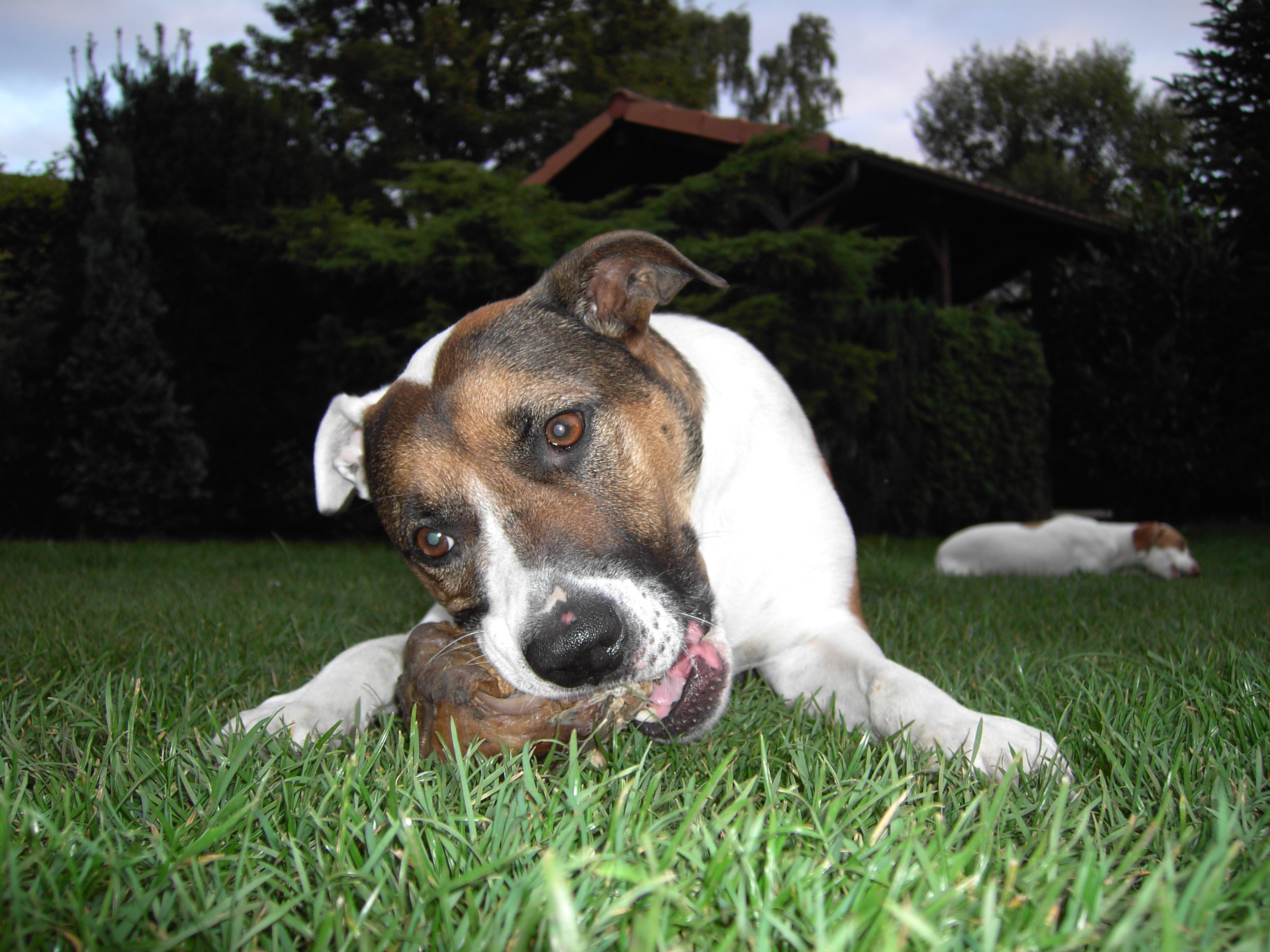 Tierheilpraxis Hundeschule L�nen Werne Selm Dortmund